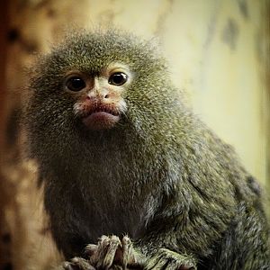 Pygmy Marmoset at Dudley Zoo & Castle