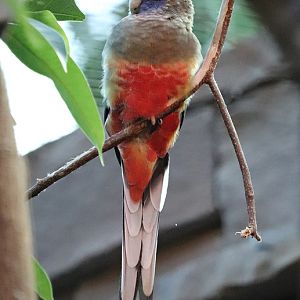Eastern bluebonnet (Northiella haematogaster)