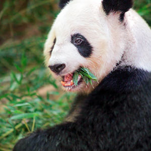 Oct. 2021 - Asian Forest - Giant Panda (Lun Lun)