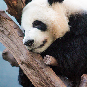 Oct. 2021 - Asian Forest - Giant Panda