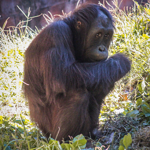 Oct. 2021 - Asian Forest - Orangutan