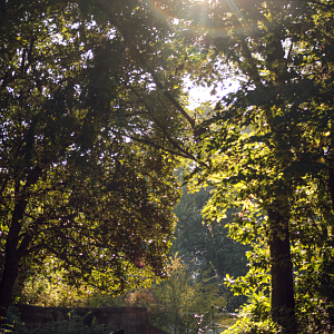 Oct. 2021 - African Forest - Gorilla Exhibit (1 of 4)