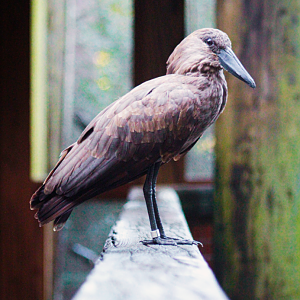Oct. 2021 - African Forest - The Living Treehouse - Hammerkop