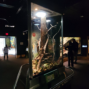 Oct. 2021 - Scaly, Slimy, Spectacular - Cornsnake Exhibit