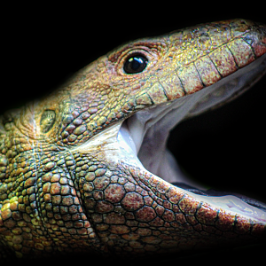 Oct. 2021 - Scaly, Slimy, Spectacular - Caiman Lizard