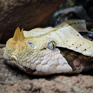 Oct. 2021 - Scaly, Slimy, Spectacular - Gaboon Viper