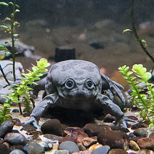 Oct. 2021 - Scaly, Slimy, Spectacular - Lake Titicaca Frogs