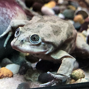 Oct. 2021 - Scaly, Slimy, Spectacular - Lake Titicaca Frog