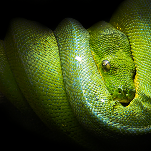 Oct. 2021 - Scaly, Slimy, Spectacular - Green Tree Python
