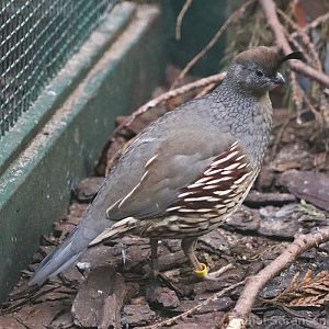 Gambel's quail (Callipepla gambelii), female.