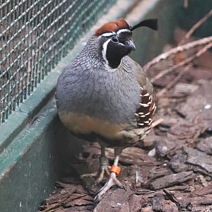 Gambel's quail (Callipepla gambelii), male.