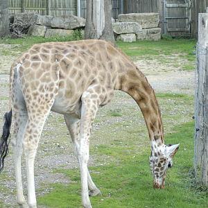 Giraffes too will graze