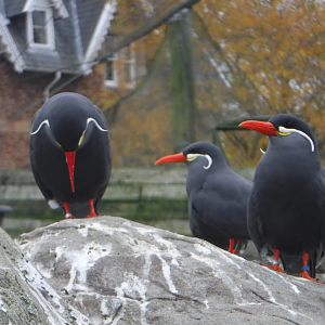 Inca Terns