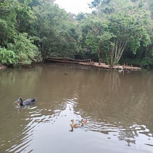 A Black Swan and Fulvous Whistling Ducks in the Pond