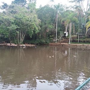 Duck Pond with the Scarlet Ibis enclosure in the background