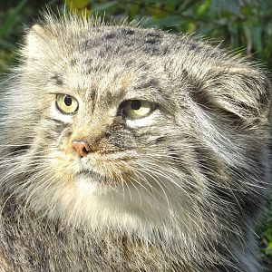 Pallas's cat