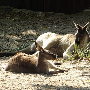 Western grey kangaroos