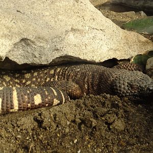Mexican beaded lizard
