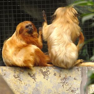 Golden lion tamarins