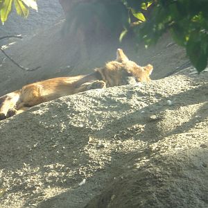 Early morning (Dhole)