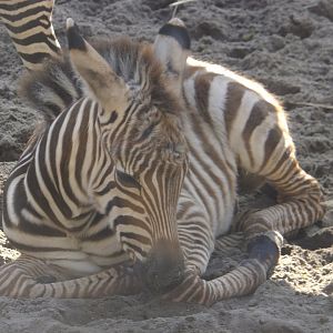 Grant's zebra foal