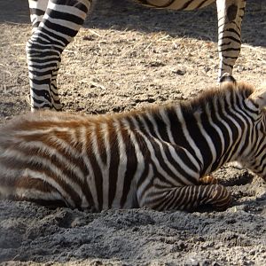 Zebra foal