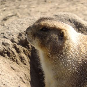 Prairie dog