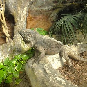 Rhinoceros iguana