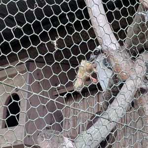 Kookaburra enjoys a chick