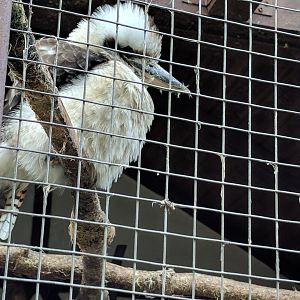 Laughing Kookaburra