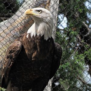 Bald eagle