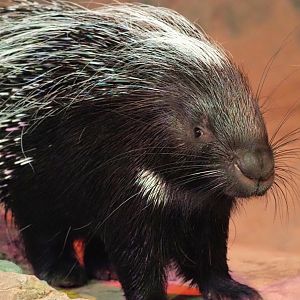 Cape porcupine