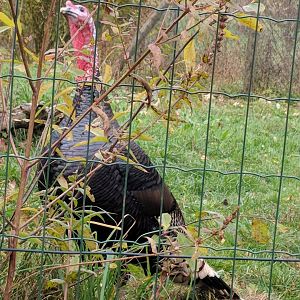 Female Wild Turkey