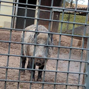 European Wild Boar