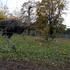 Female Ostrich