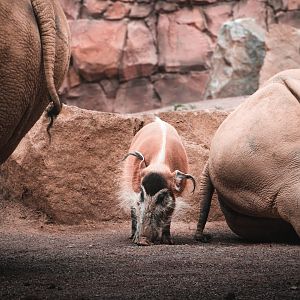 Rhinoceros and Red river hog