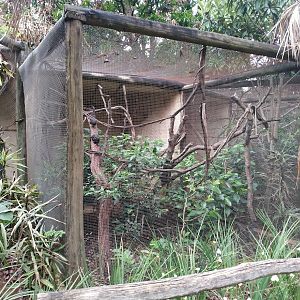 Golden-Handed Tamarin Enclosure