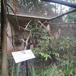 Weddell's Saddle-Back Tamarin Enclosure
