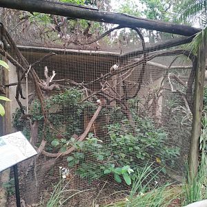 Pied Tamarin Enclosure