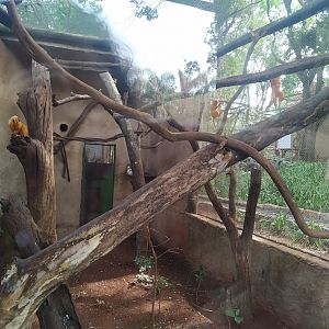 Golden Lion Tamarin Enclosure