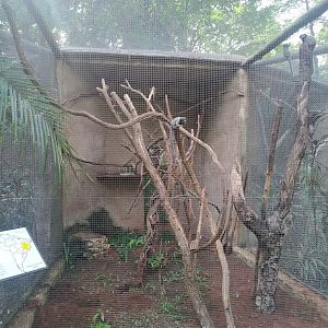 Black-Tufted Marmoset Enclosure