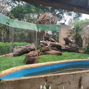 Black Jaguar Habitat