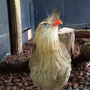 Red-legged seriema
