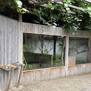 Outdoor-enclosure Kiwi and White-backed magpie