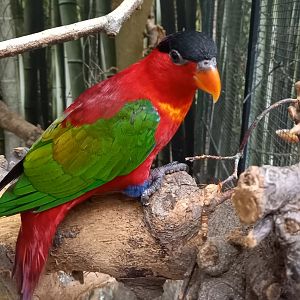 Purple-naped lory