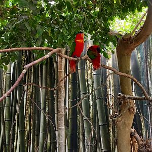 Purple-naped lories