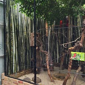 Aviary Purple-naped lory