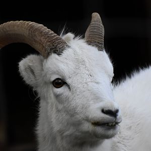 Dall sheep (Ovis dalli dalli) in Tallinn Zoo