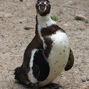 Humboldt penguin