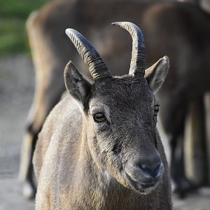 West Caucasian tur (Capra caucasica) in Zoo Tallinn